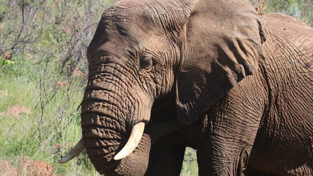 Gajah Masuk Pemukiman Warga Lalan Muba, Rusak Padi dan Kelapa