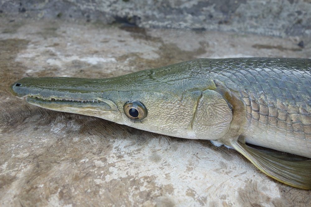 Ikan Aligator