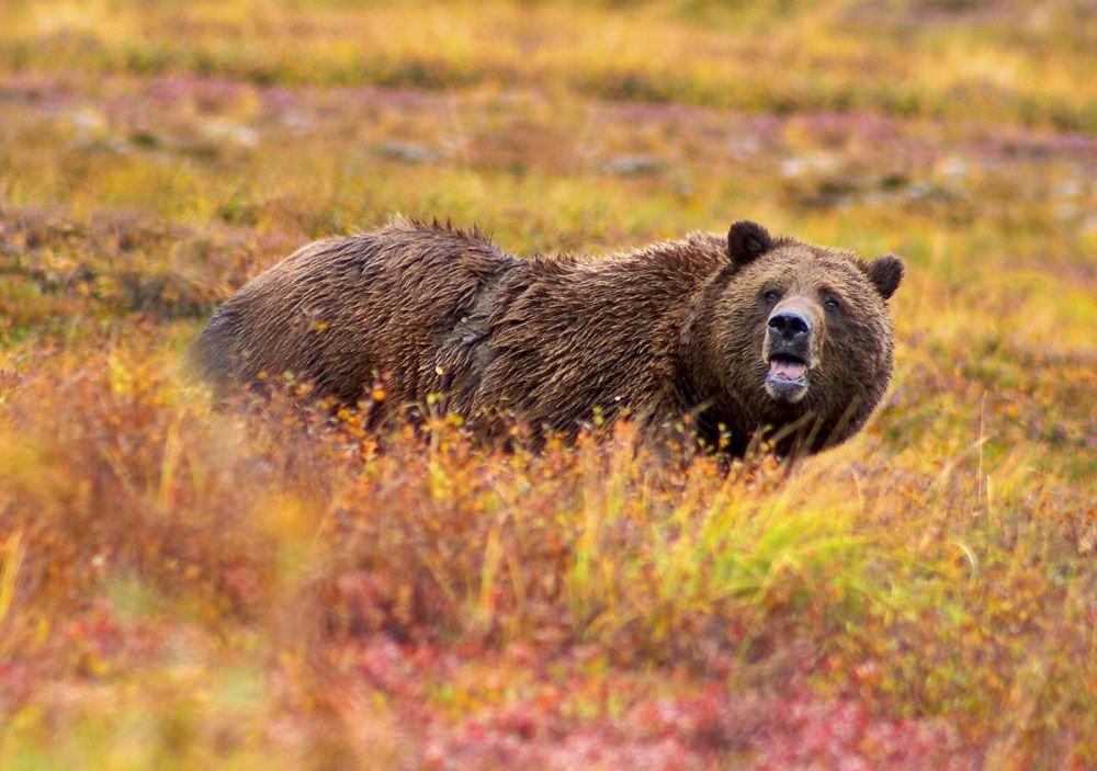 6 Fakta Beruang Grizzly, Predator Besar - Liputan Hewan