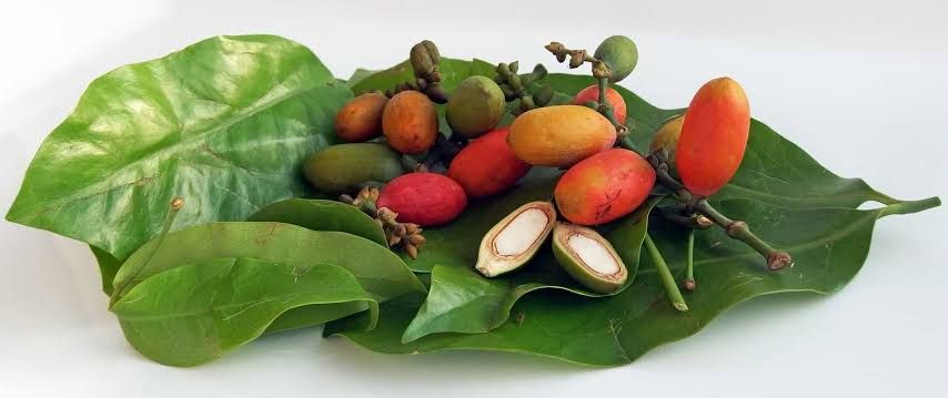 Nama Bahasa Jawa 10 Biji Buah-buahan Niki Sampun Ngertos? Jangan Salah