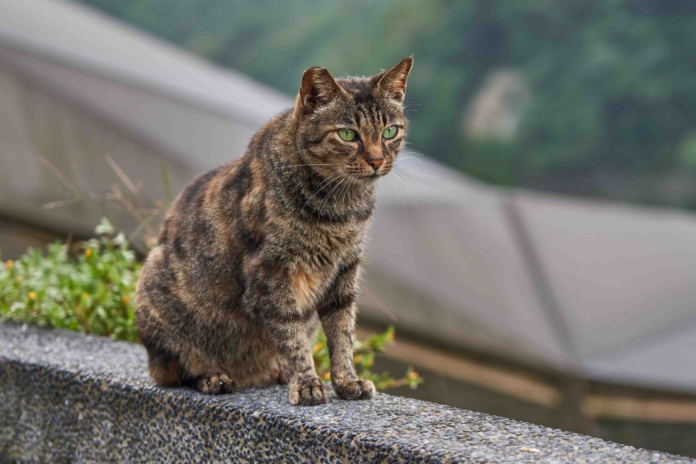 5 Fakta Menarik Manx, Kucing Tanpa Ekor yang Menggemaskan