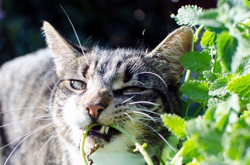 Ampuh! 5 Tanaman Herbal untuk Kucing yang Bisa Kamu Tanam