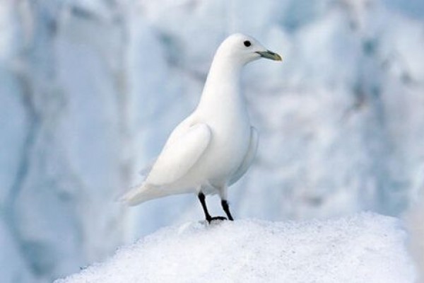 5 Fakta Unik Ivory Gull, Spesies Burung dari Arktik!