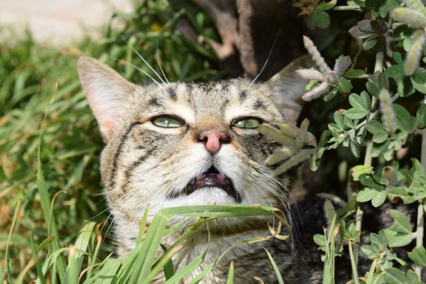 5 Tanaman yang Tidak Disukai Kucing, Bikin Enggan Mendekat