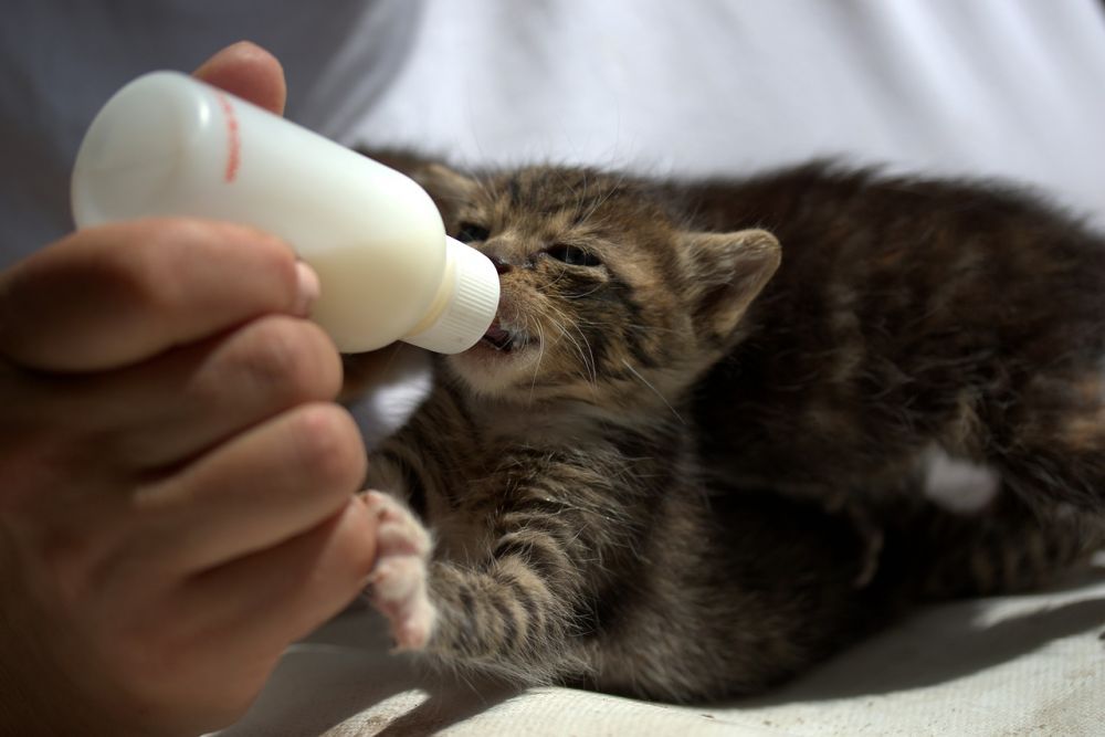 Cara Memberi Makan Anak Kucing yang Baru Lahir Tanpa Induk