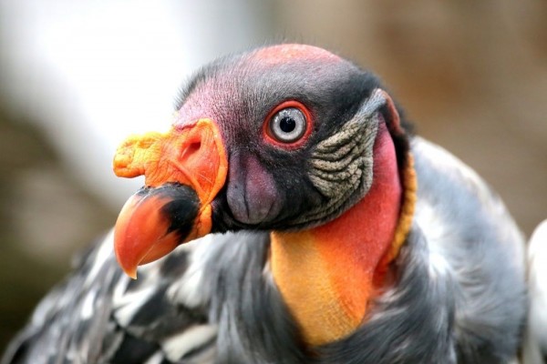 7 Fakta Menarik King Vulture, Burung Bangkai Cantik Penuh Warna