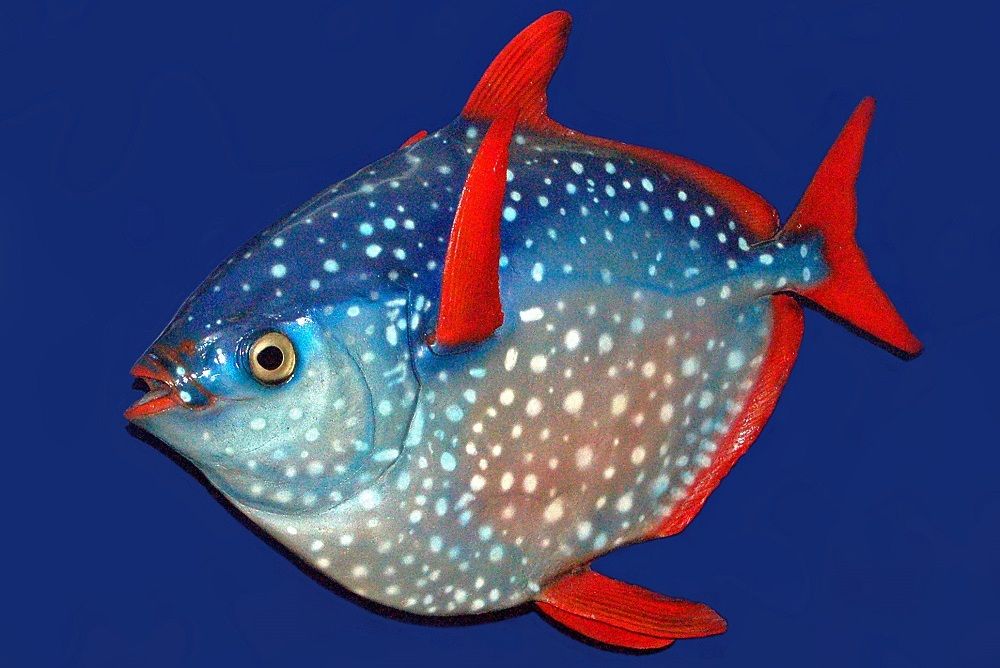 Fakta Menarik Ikan Berdarah Panas di Dunia 