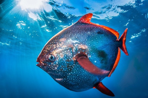 6 Fakta Menarik Opah, Satu-satunya Ikan Berdarah Panas di Dunia