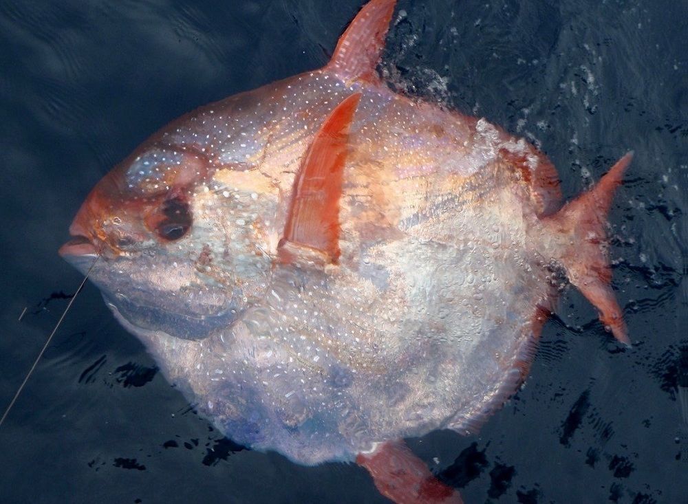 Fakta Menarik Opah yaitu Satu satunya Ikan Berdarah  Panas  