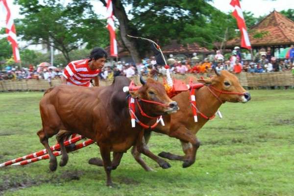 12 Nama Binatang Dalam Bahasa Madura Yang Wajib Kamu Tahu