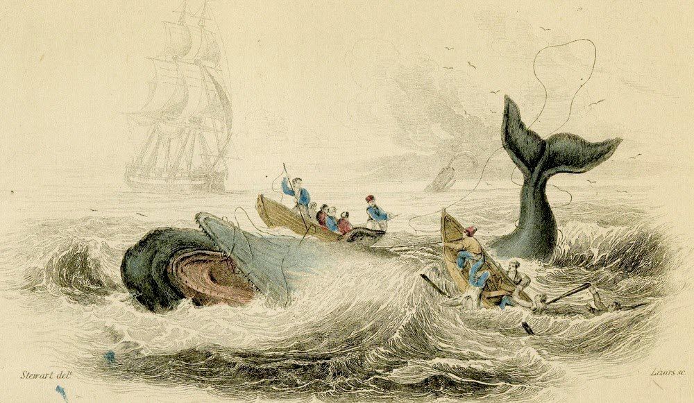 12 Kisah Nyata yang Menginspirasi Novel Moby Dick