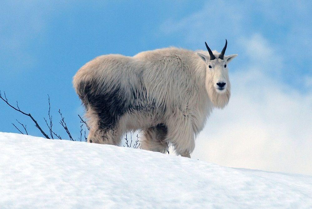 Bikin Pemanjat Gigit Jari Ini 6 Fakta Unik Kambing Gunung