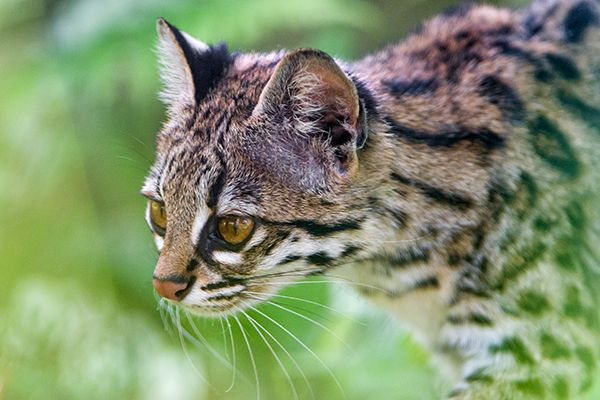 Fakta Oncilla, Ras Kucing yang Disebut Kucing Harimau