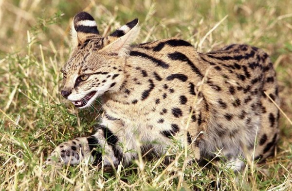 5 Spesies Kucing yang Berasal dari Benua Afrika, Bentuk Lebih Eksotis!