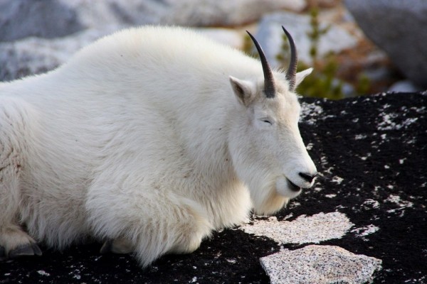 Bikin Pemanjat Tebing Gigit Jari, Ini 6 Fakta Unik Kambing Gunung