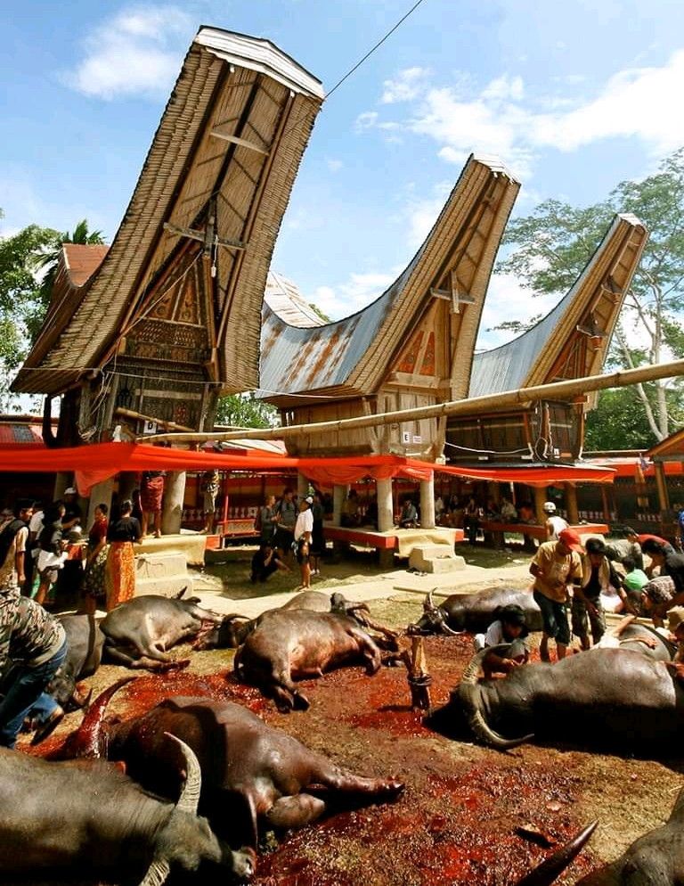 5 Fakta Unik tentang Suku Toraja yang Mendunia