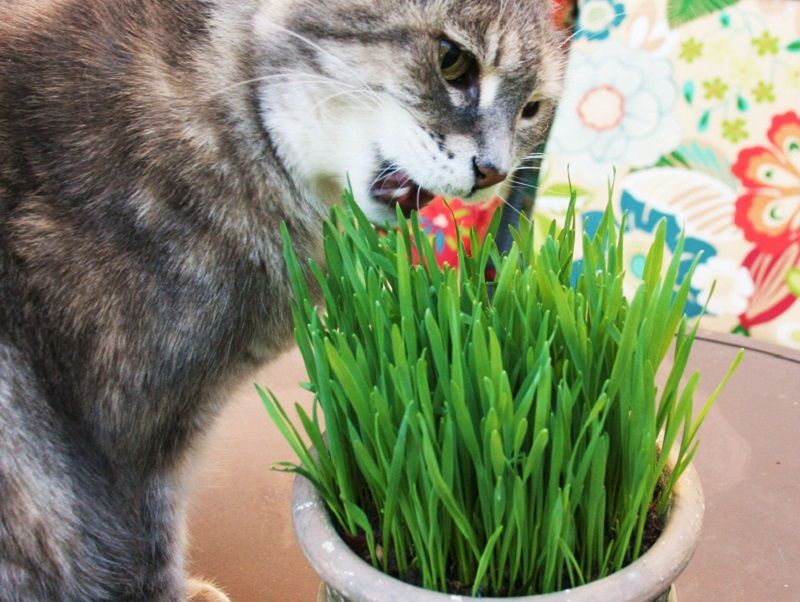 Ampuh! 5 Tanaman Herbal untuk Kucing yang Bisa Kamu Tanam