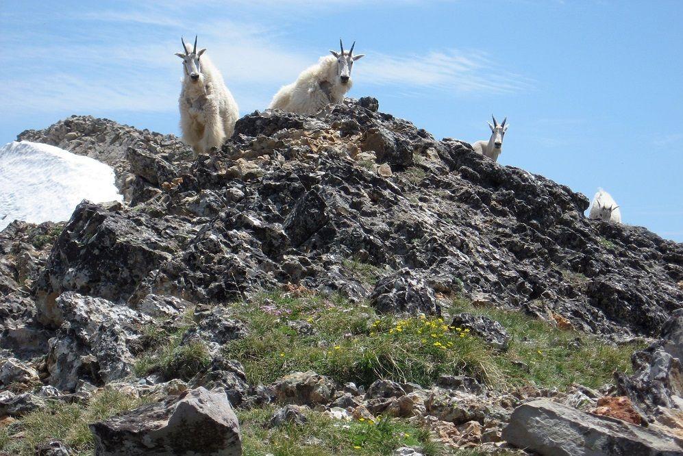 Bikin Pemanjat Gigit Jari Ini 6 Fakta Unik Kambing Gunung