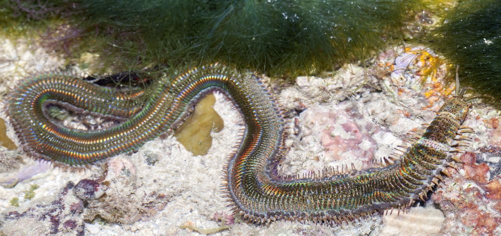 5 Interesting Facts about Bobbit Worms, Fierce Predators Like Aliens 