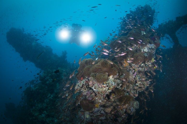 6 Destinasi Wisata Terbaik di Dunia untuk Melakukan Diving