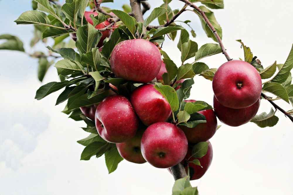 10 Cara Menurunkan Kolesterol Secara Alami dengan Buah dan Makanan