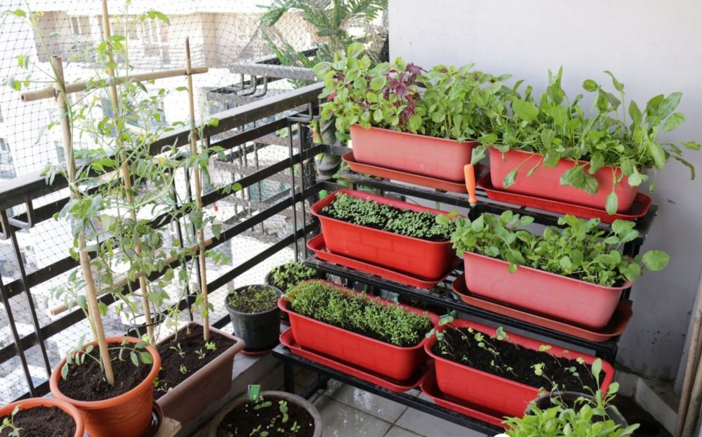 6 Langkah Memanfaatkan Balkon Menjadi Kebun Sayur yang Produktif 