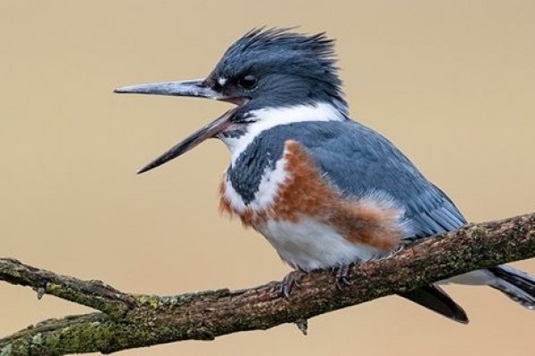 5 Fakta Unik Belted Kingfisher, Burung Karnivora Dan Soliter