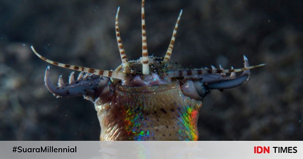 5 Interesting Facts about Bobbit Worms, Fierce Predators Like Aliens