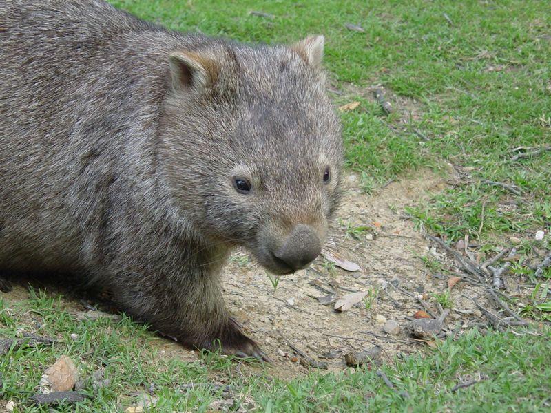 7 Fakta Wombat Hewan Endemik Menggemaskan Asal Australia