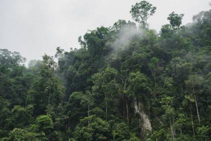 Ini Solusi Pemerintah Untuk Atasi Kebakaran Hutan Dan Lahan