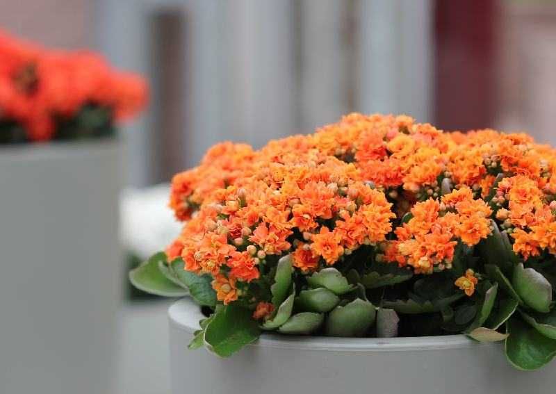 5 Tanaman Bunga Ini Cocok Bersanding dengan Tanaman Hias Indoor