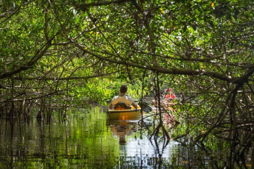 90 Persen Hutan Mangrove di Pantura Rusak, DLH Ingatkan Bahaya Abrasi