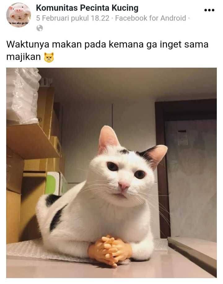 15 Status Lucu Pecinta Kucing Di Facebook, Ngakak Banget!