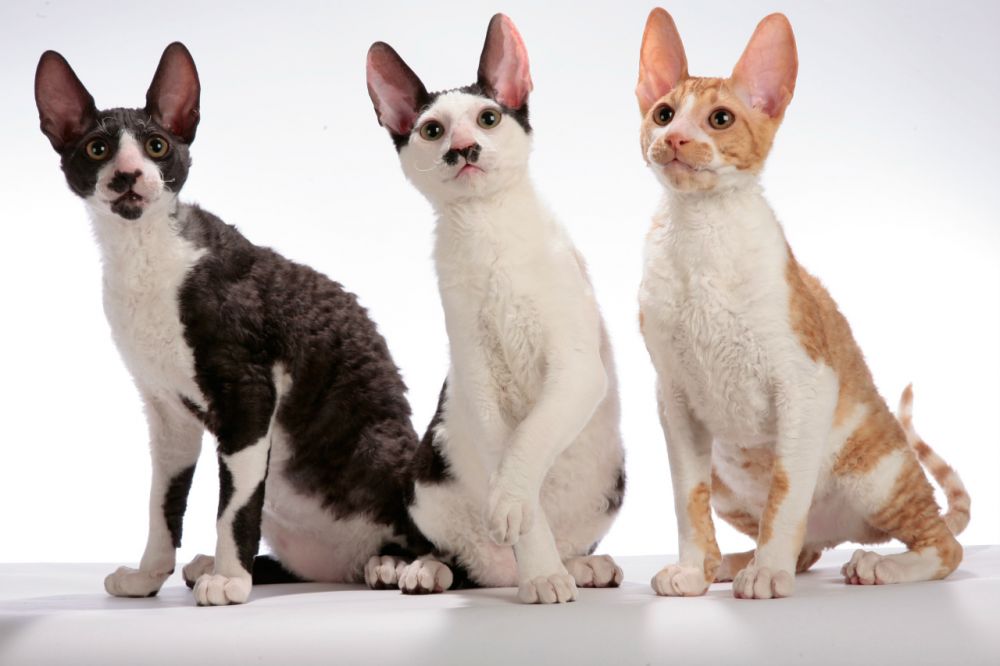 6 Jenis Ras Kucing  yang Bertubuh Kecil  Imut  dan Gemas 