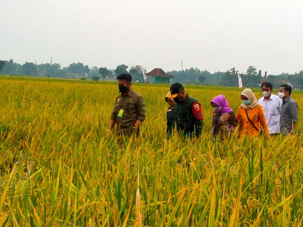 Kementan Genjot Penyerapan KUR Pertanian Di Jawa Timur