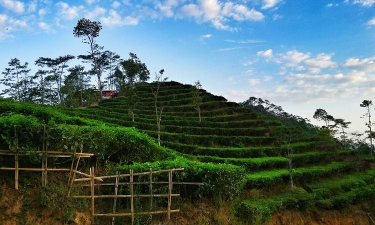 5 Tips Penting sebelum Berlibur di Kebun Teh Nglinggo, Catat!