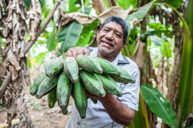 Mudah Didapat, 7 Buah Ini Mengandung Tinggi Enzim Pencernaan Alami