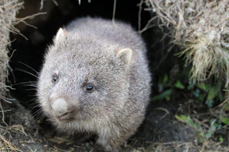 7 Fakta Wombat Hewan Endemik Menggemaskan Asal Australia