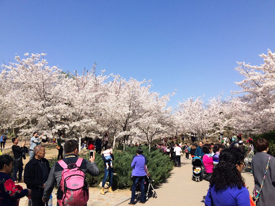 Tempat Untuk Melihat Bunga Sakura Di China Pada Musim Semi