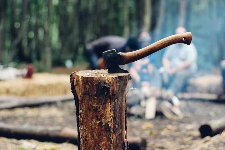 23 Pohon Tua Puluhan Tahun di SMA 1 Semarang Ditebang, Beralasan Rapuh