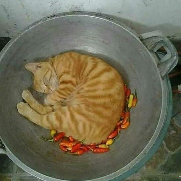 10 Potret Kucing Saat Tidur di Tempat yang Tak Biasa, Kocak!