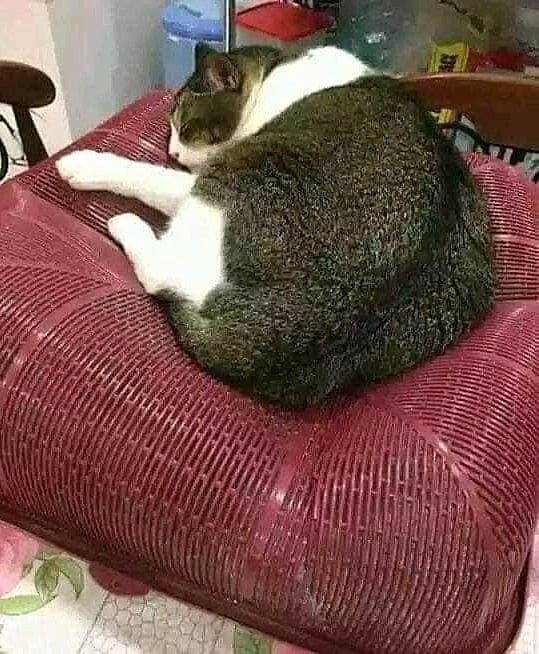 10 Potret Kucing Saat Tidur di Tempat yang Tak Biasa, Kocak!