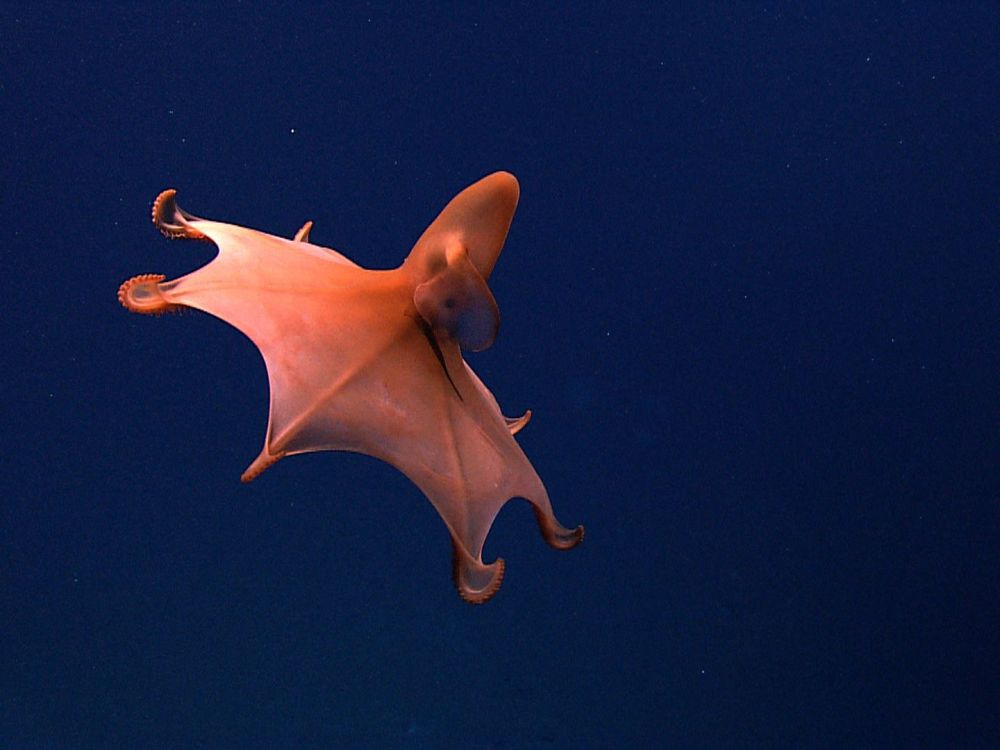 Jarang Diketahui, 15 Potret Spesies Hewan Laut di Kedalaman Ekstrem 