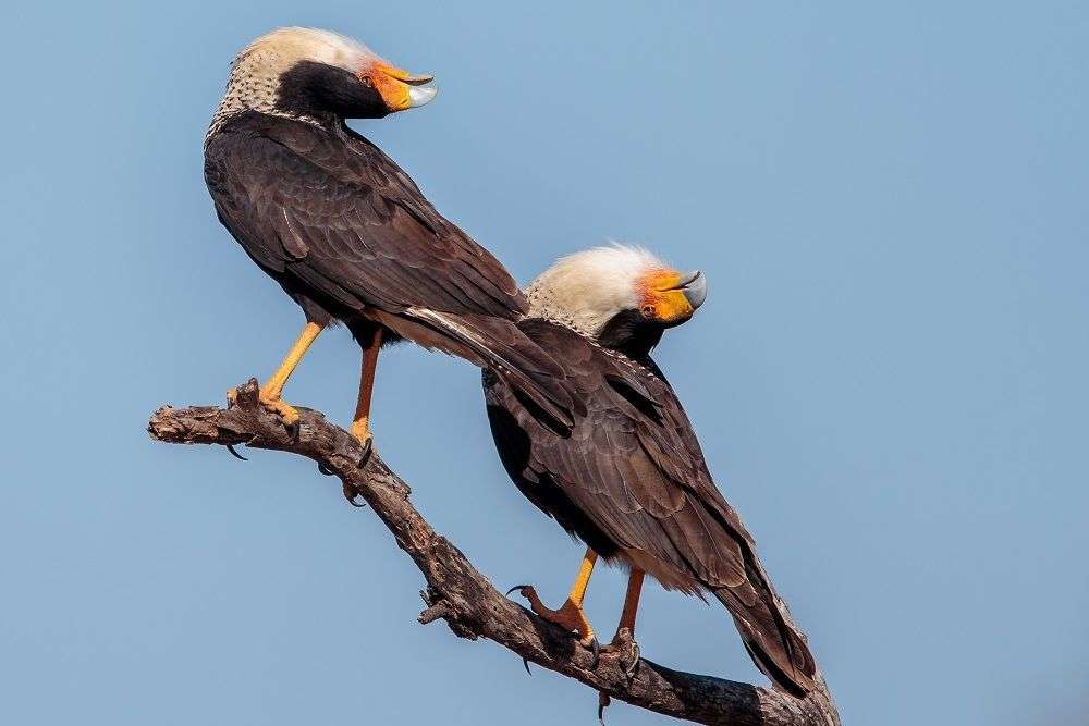 6 Fakta Crested Caracara, Lebih Agresif dari Burung Bangkai!