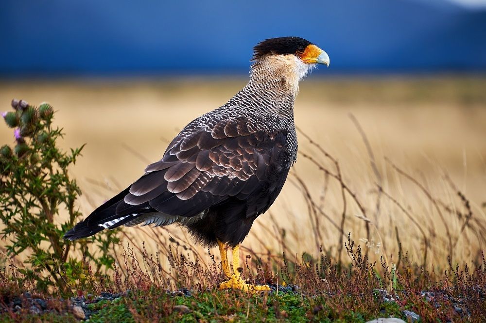 Caracara Rome