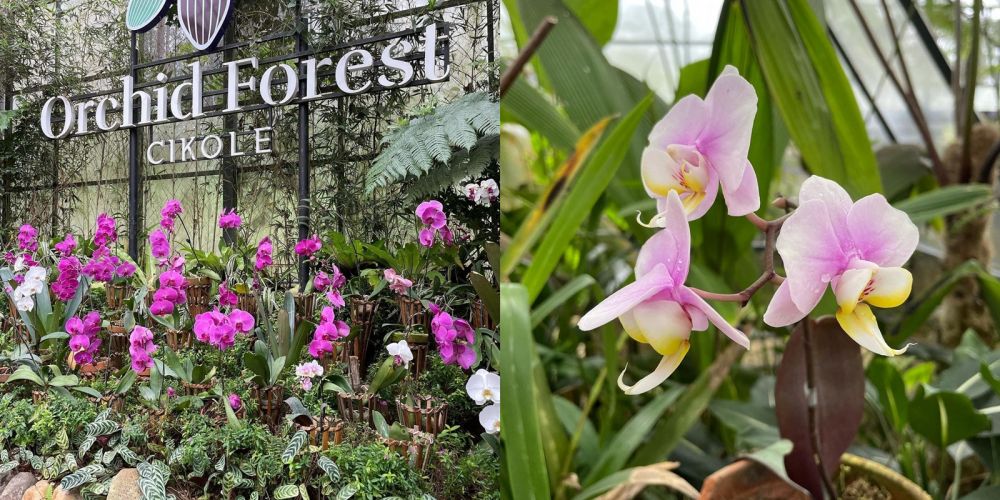 Seharian di Orchid Forest Cikole Lembang, Bisa Lakukan 8 Hal Seru Ini!