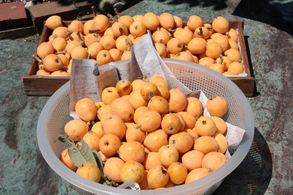 Manfaat Ajaib Loquat bagi Kesehatan