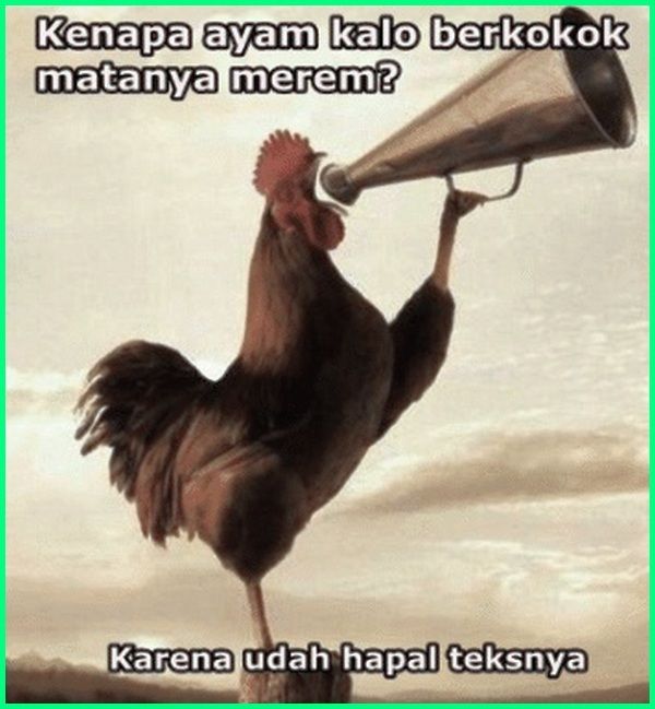 10 Meme Seputar Kebiasaan Ayam, Kocak Tapi Bikin Kesal!