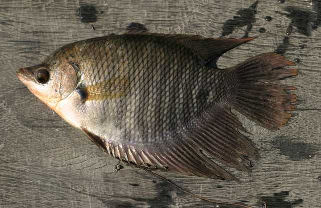 Resep Tongseng Ikan Gurame, Rasa Enak dan Praktis Banget