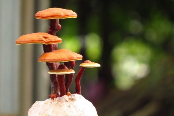 6 Manfaat Kesehatan Jamur Reishi dan Risiko Efek Sampingnya